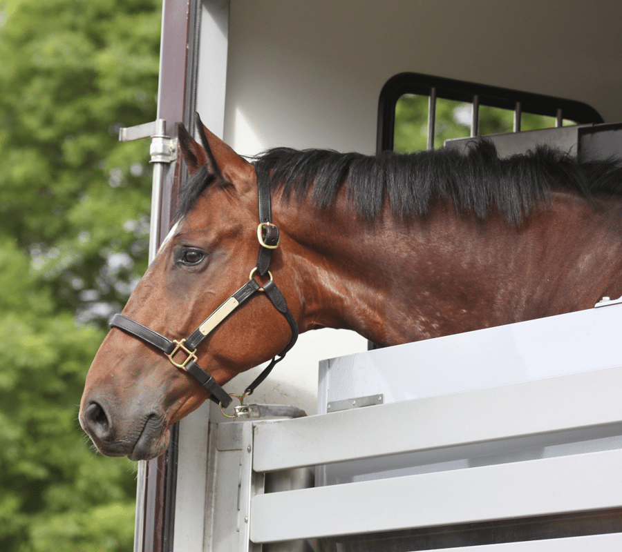 Box-sur-paille-cote-poney-Braine-le-Chateau Box-sur-paille-cote-poney-Braine-le-Chateau