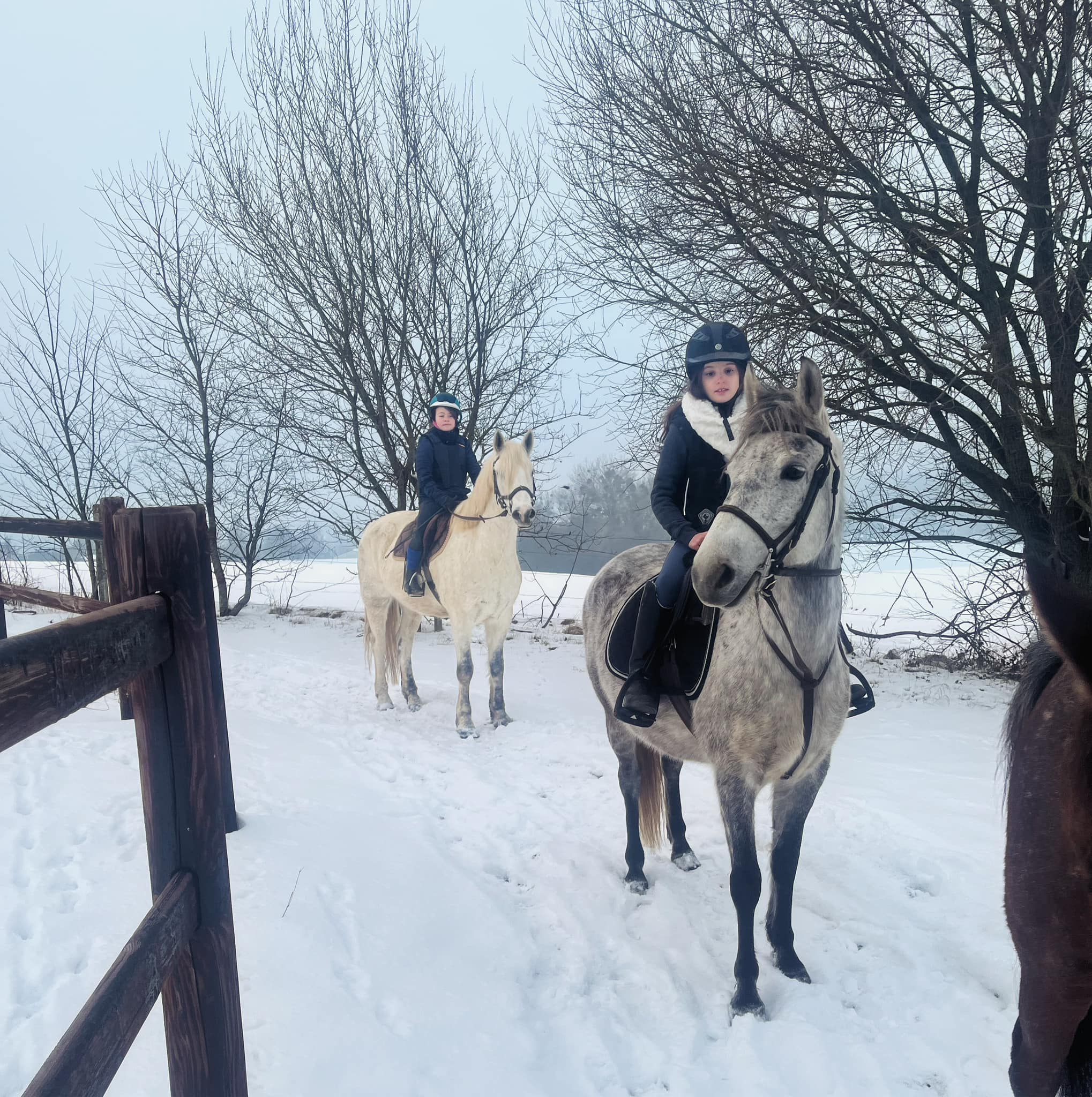 Cheval-cote-poney-Braine-le-Chateau Cheval-cote-poney-Braine-le-Chateau