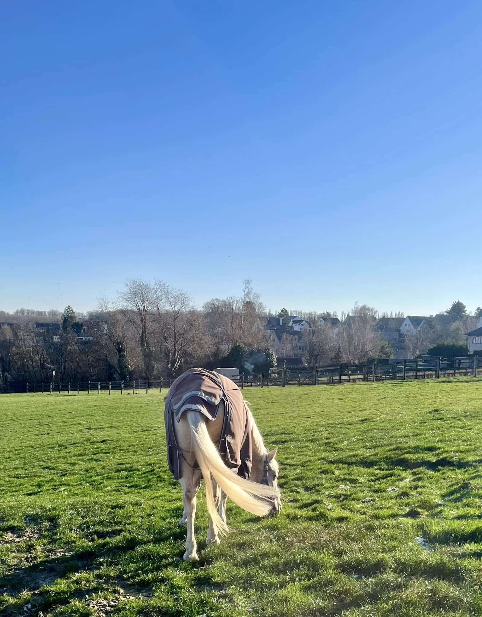 poneys-en-pensioncote-poney-Braine-le-Chateau poneys-en-pensioncote-poney-Braine-le-Chateau